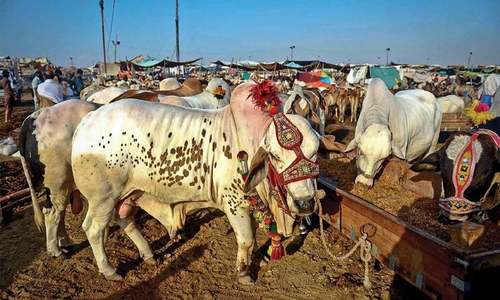 NCOC bans sale, purchase of sacrificial animals inside city across the country