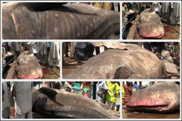 Karachi: Fishermen catch 18-ft long Giant Whale Shark