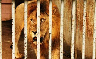 Oldest lion of Lahore Zoo 'JUMBO' passes away