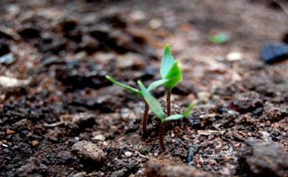 300,000 saplings to be planted during plantation drive: Commissioner