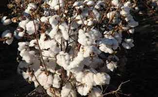 Cotton production target to be achieved: KCBF chairman
