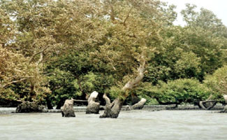 Pakistan's Largest Mangroves Forest Threatened by Zulfikarabad Project