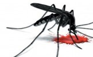 RWMC directed to be alert for preventing dengue larva breeding during monsoon