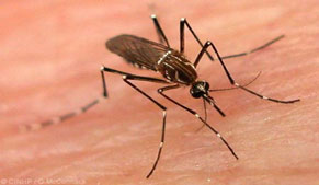 Dengue virus threat looming as the monsoon season set in