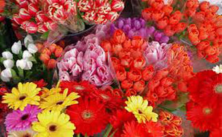 Farmers urged to cultivate cut-flowers