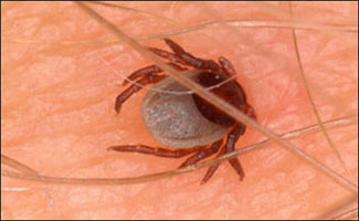 Five die of Congo virus in Zhob