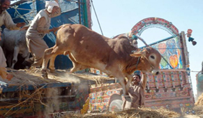 Cattle market at Sohrab Goth soon