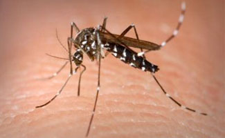Preventive measures stressed to avert dengue fever