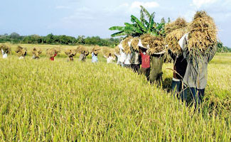 Farmers told to timely harvest paddy