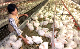 Poultry farm training for rural women
