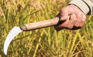 Eight corrupt officers of Food department dismissed