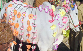 Garlands for decorating sacrificial animals attracting buyers