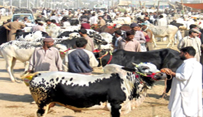 Malir Cantonment Board to facilitate people to buy sacrificial animals