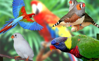 Birds smuggling bid foiled