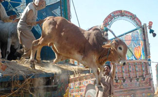 Sacrificial animals start arriving in twin cities