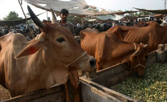 Online purchase of sacrificial animals gaining momentum