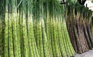 Sindh government refixes sugar cane price at Rs 182 per 40kg