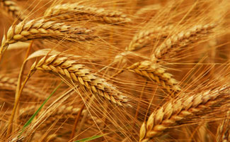 Wheat cultivated over 2.5mln acres of land