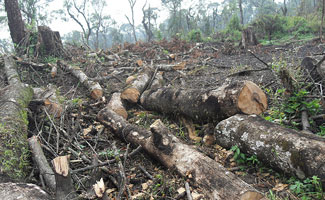 Night patrolling to check Illegal tree cutting increased