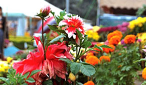 Spring flower show concludes