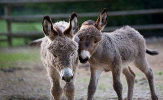 Two butchers held for selling donkey meat