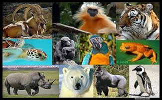 WWF to observe wildlife day on May 3