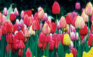 Spring Festival attracts thousands of families