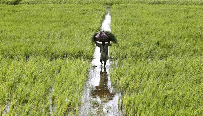 Bank credit to agri sector