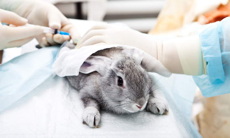 Human skin cells used in animal-free cosmetic tests