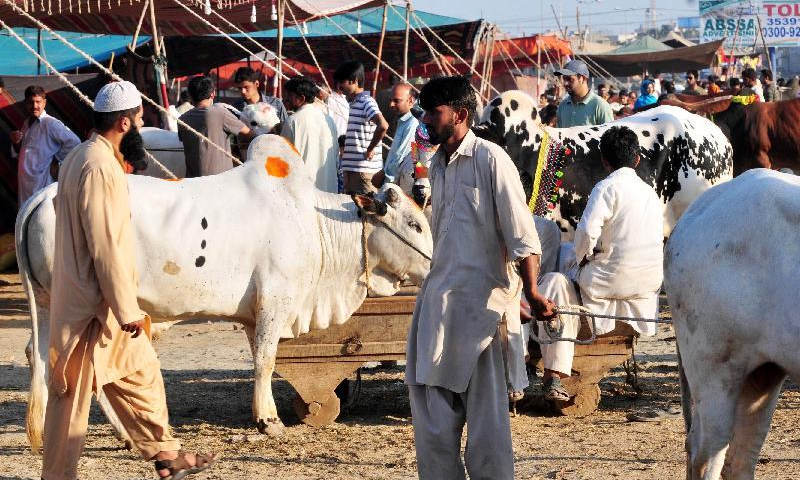 Preparations for Eid ul Adha intensify nationwide
