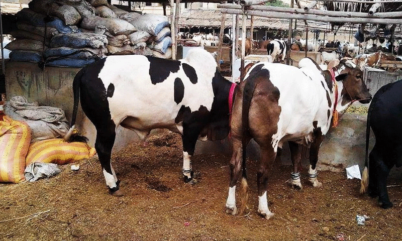 What is Congo virus ?