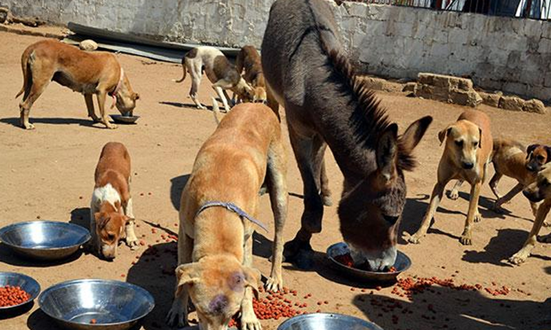 Defending the underdogs: Karachi vets criticise mass culling