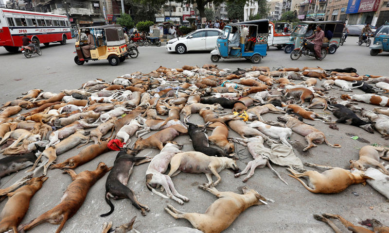 Thousand dogs poisoned to death in Pakistan's Karachi