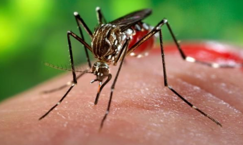 What is 'Chikungunya' and how to control it