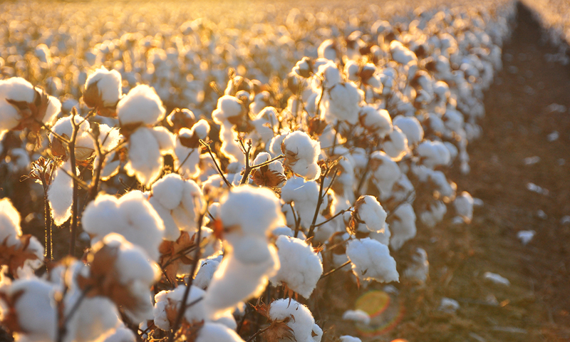 Pakistan resumes cotton imports from India-govt official