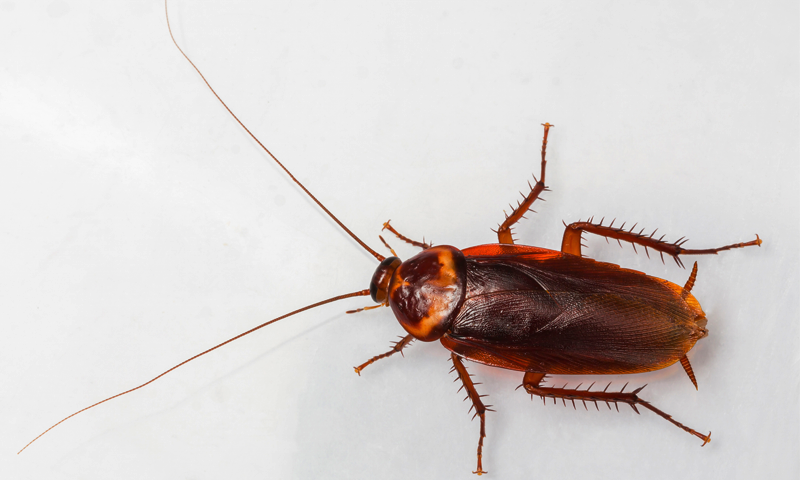 Kill cockroaches and mosquitoes with this simple remedy