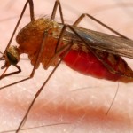 Half million people suffer malaria every year in Pakistan