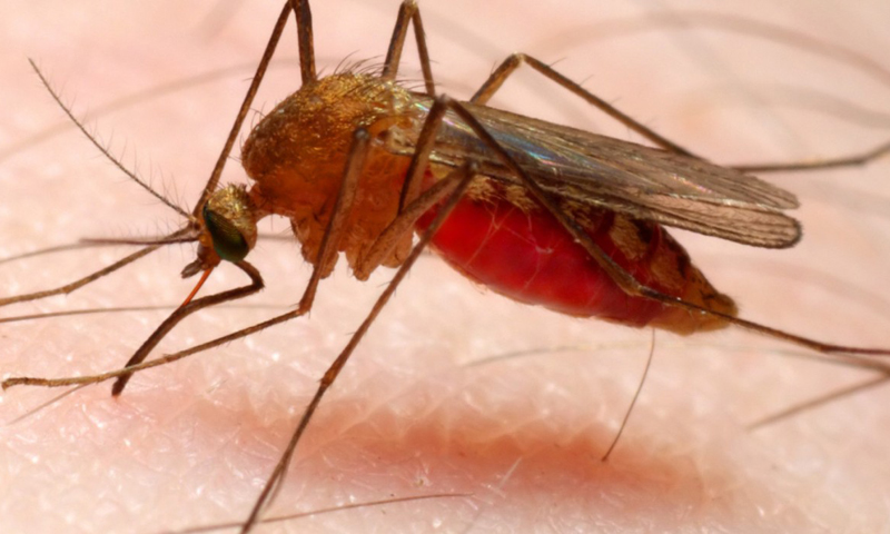 Half million people suffer malaria every year in Pakistan