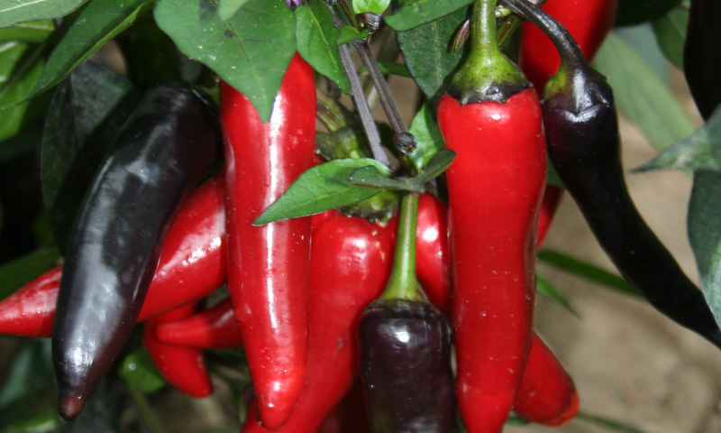 Red Chilies beneficial to burn calories smother appetite
