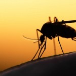 Malaria parasite's growth can be halted