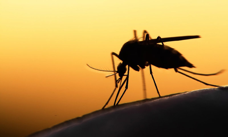 Malaria parasite's growth can be halted