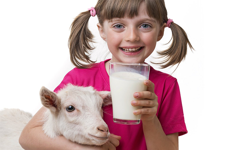 Why you should choose goat milk over cow milk