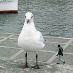 These strange photos will make you laugh hard