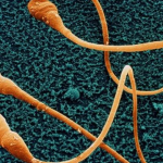 Humans could become extinct if sperm counts in men continue to fall