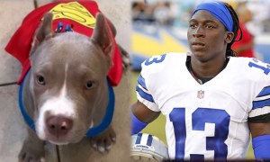 NFL: Cowboys' Whitehead says dog stolen, held for ransom&Acirc;&nbsp;&Acirc;&nbsp;&Acirc;&nbsp;&Acirc;&nbsp;&Acirc;&nbsp;&Acirc;&nbsp;