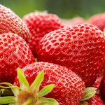 Strawberry compound can prevent Alzheimer disease