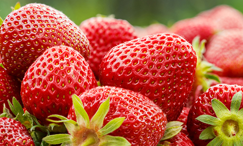 Strawberry compound can prevent Alzheimer disease