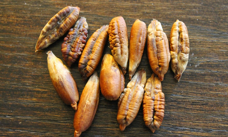 Benefits of Ajwa dates seed powder