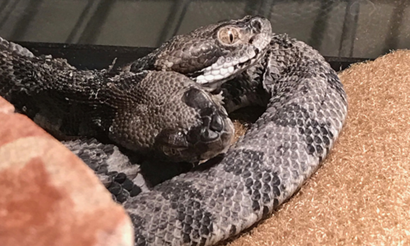 Rare two-headed rattlesnake found in the US