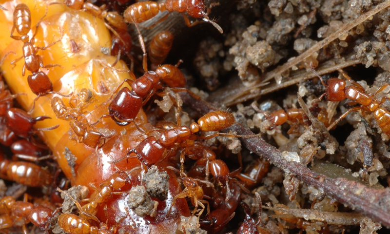 Most annoying insects on God's green earth